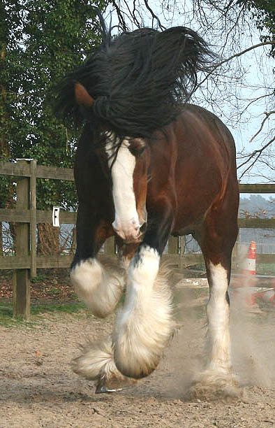 In memoriam Clydesdale Champion Deighton Fascinator 