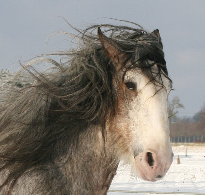 Clydesdale Arclid Landmark